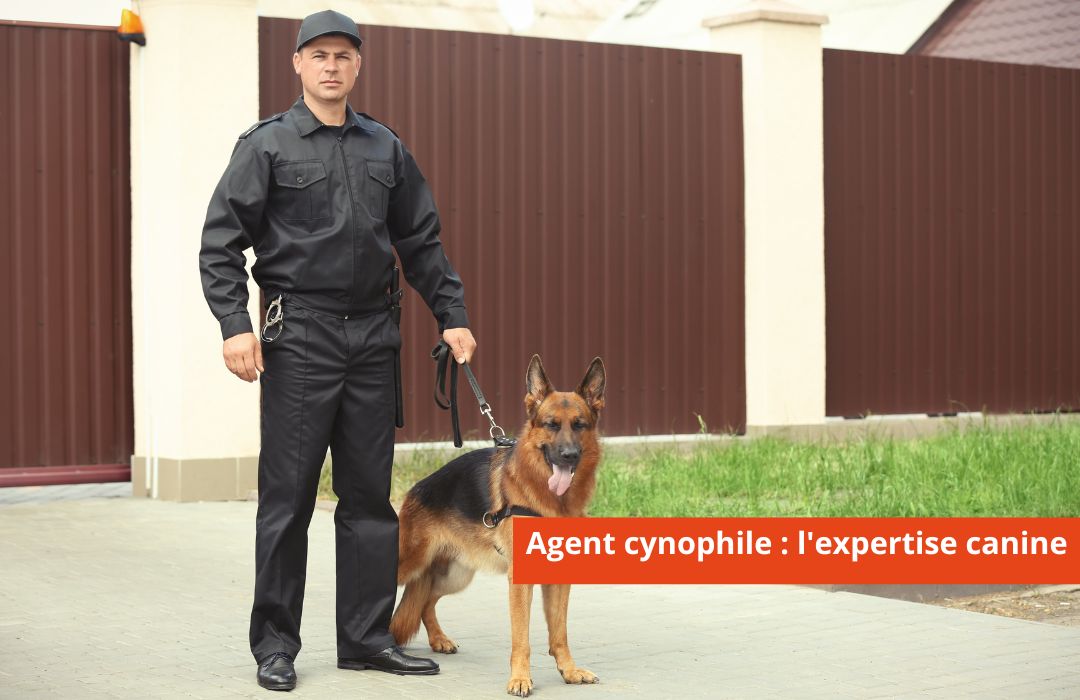 Agent cynophile sécurité privée renforcée par l'expertise canine