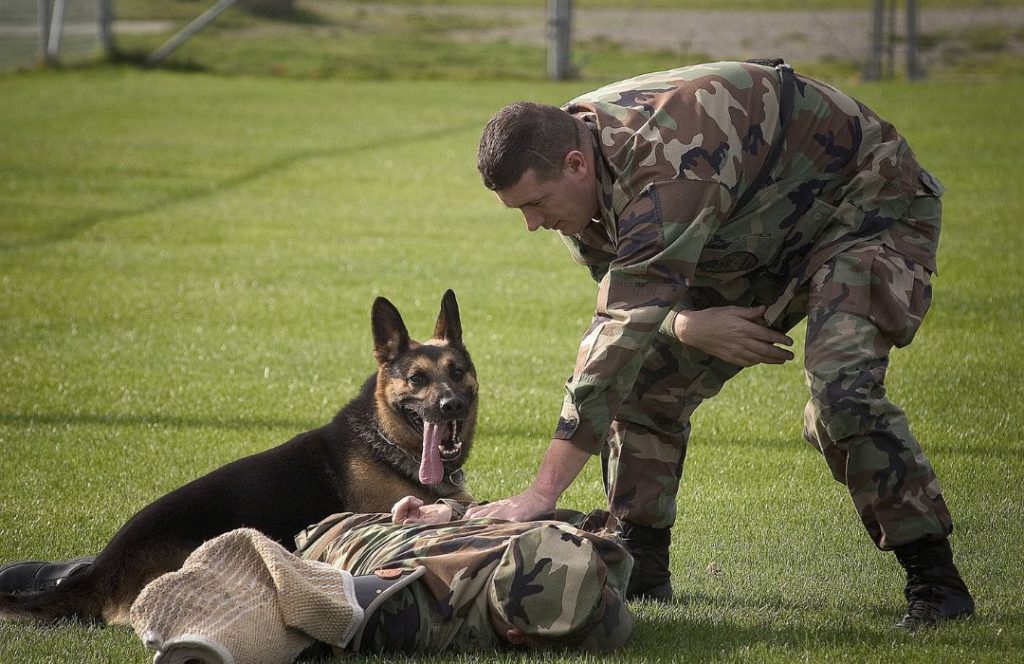 formation-agent-cynophile-de-securite-evaluer-le-cout-et-les-contenus-essentiels